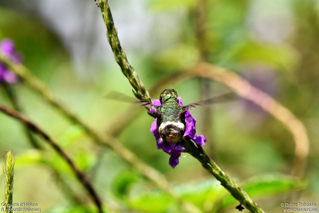 Black-crested Coquette female, identification