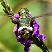 Black-crested Coquette