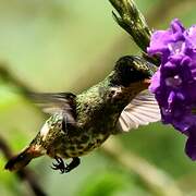 Black-crested Coquette