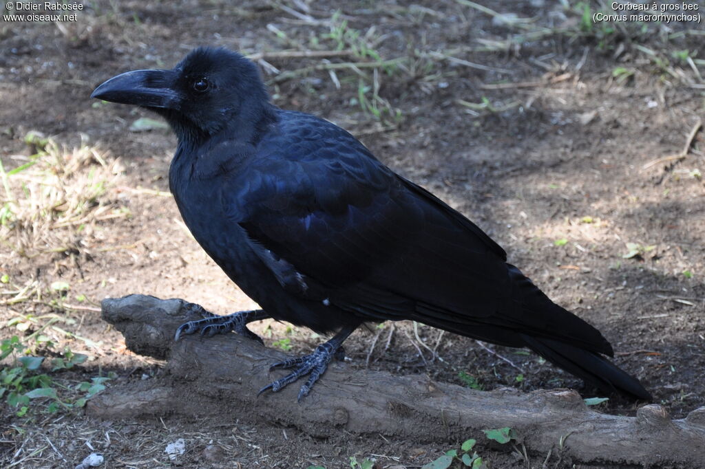 Corbeau à gros bec