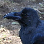 Large-billed Crow