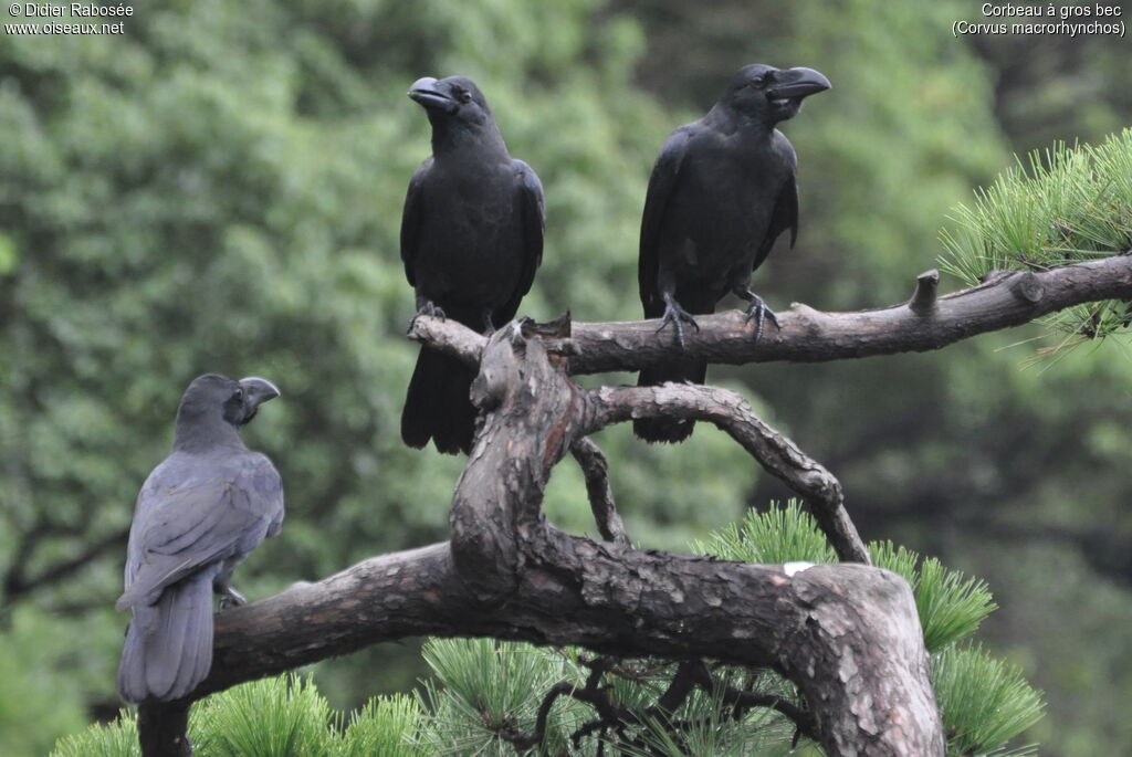 Large-billed Crow