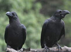 Corbeau à gros bec