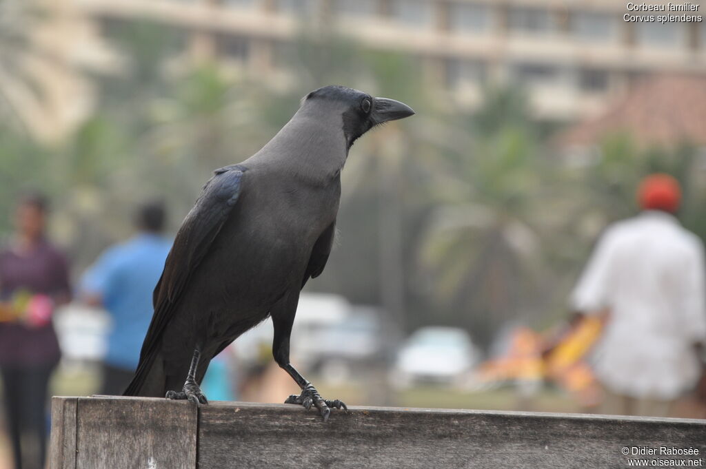 Corbeau familier