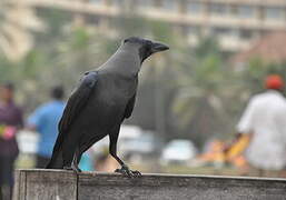 House Crow