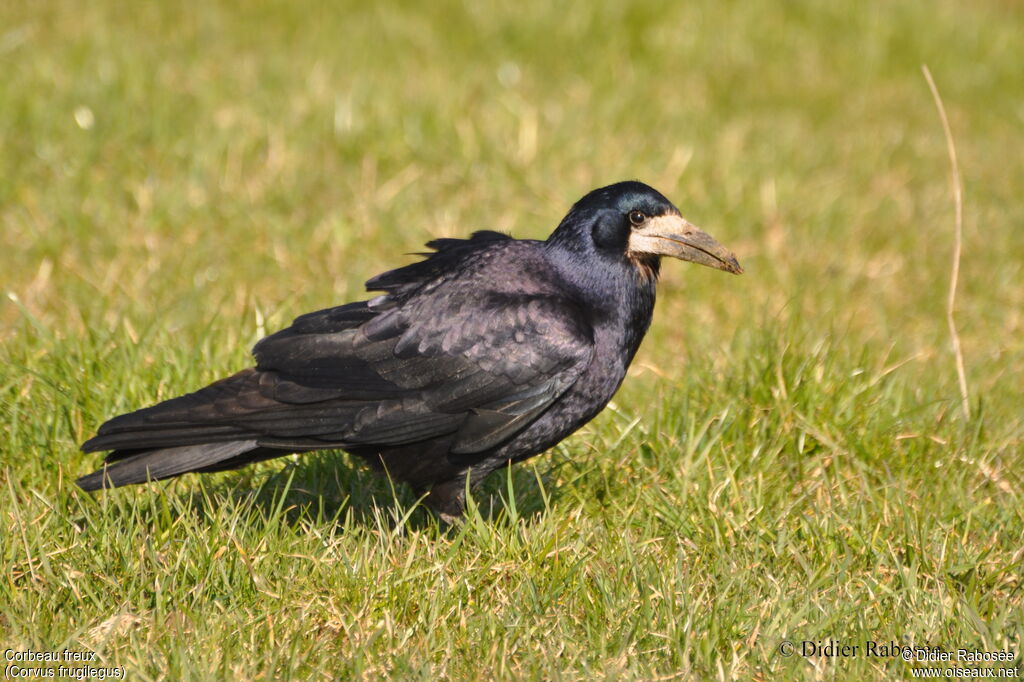 Corbeau freux