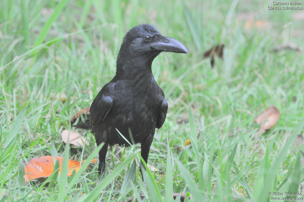 Indian Jungle Crow