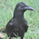 Corbeau indien