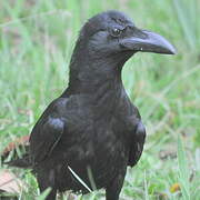 Indian Jungle Crow