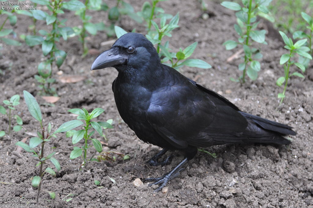 Indian Jungle Crow