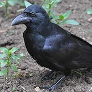 Indian Jungle Crow