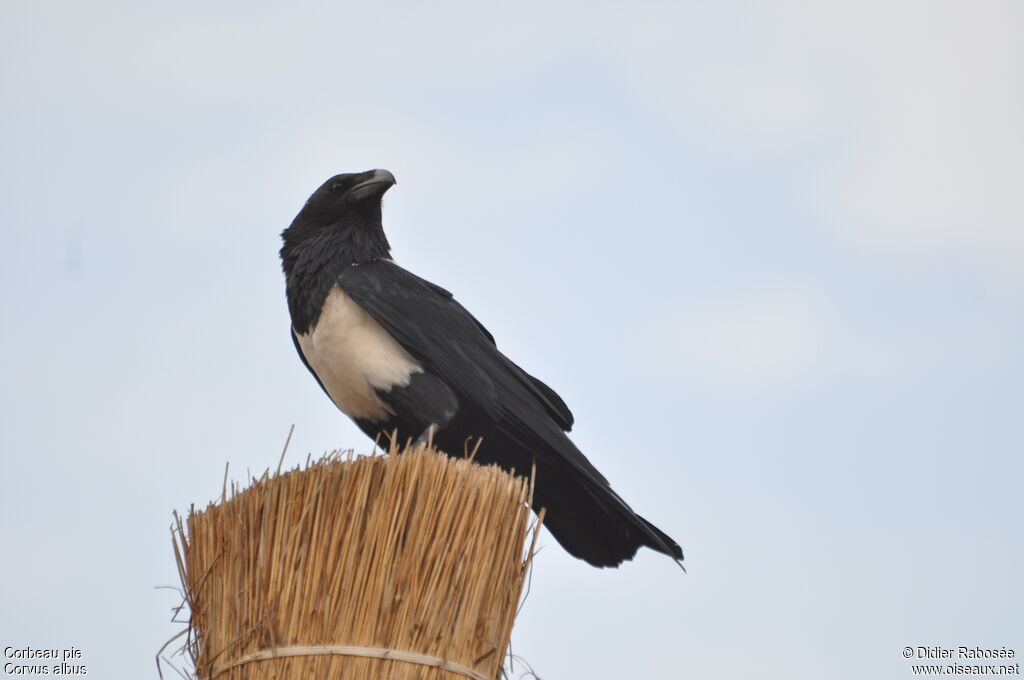 Corbeau pie