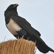 Pied Crow