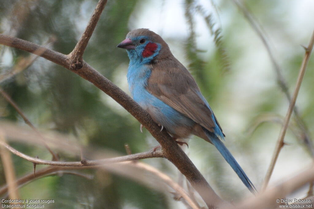 Red-cheeked Cordon-bleu male adult