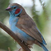 Red-cheeked Cordon-bleu