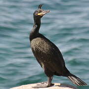 European Shag