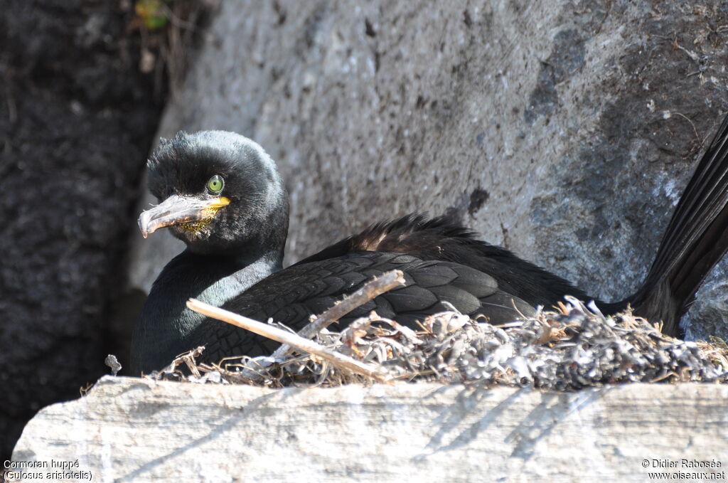 European Shagadult breeding, Reproduction-nesting