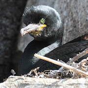 European Shag