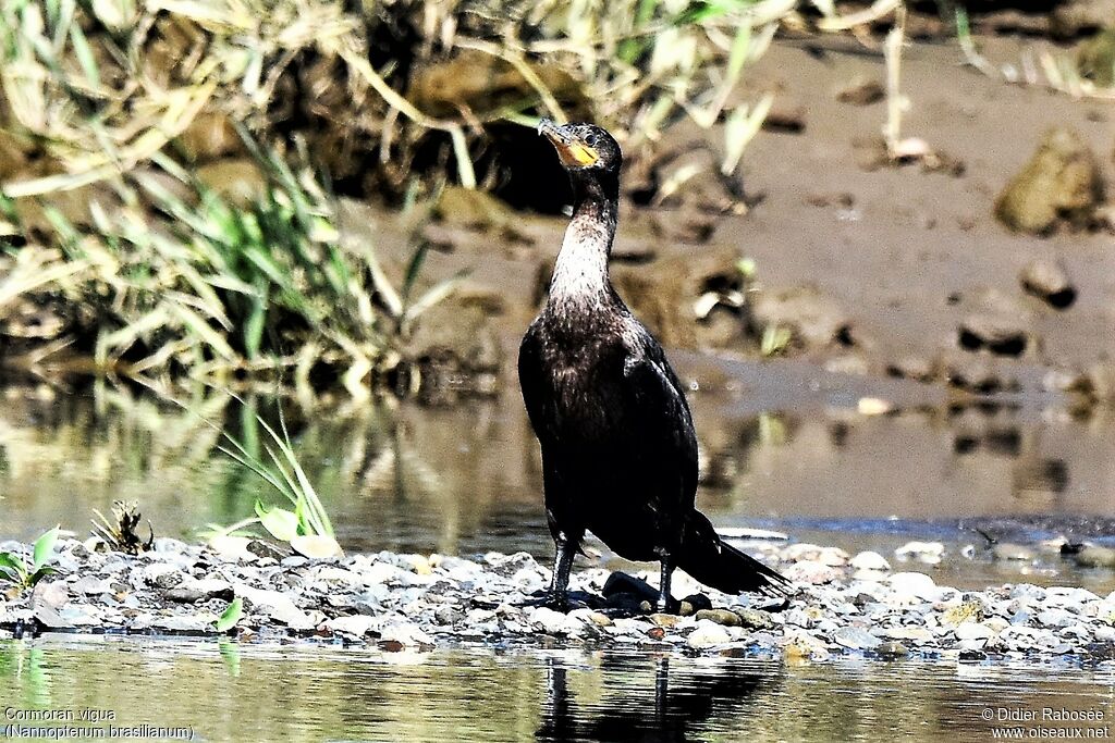 Neotropic Cormorantimmature