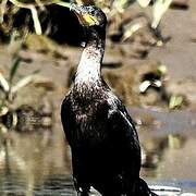 Neotropic Cormorant