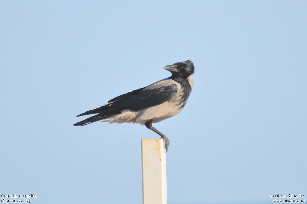 Hooded Crow