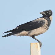 Hooded Crow