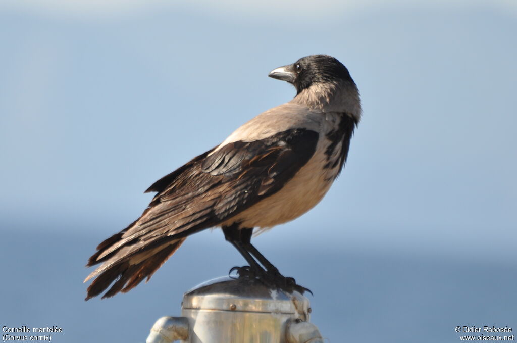 Hooded Crow