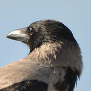 Hooded Crow