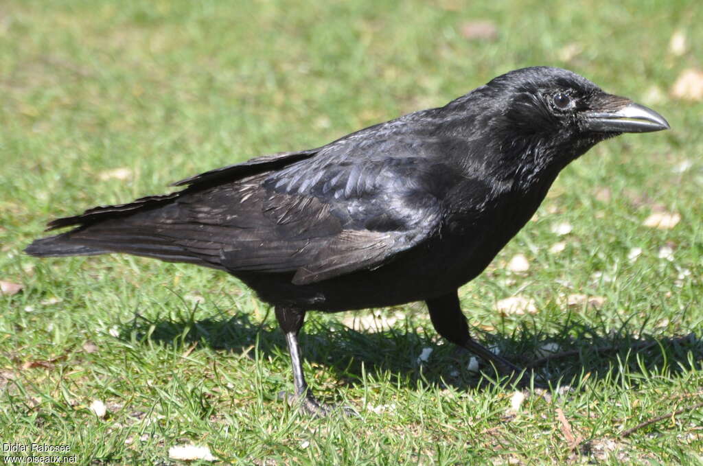 Carrion Crowadult, close-up portrait