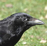 Carrion Crow