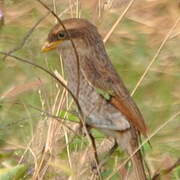 Yellow-billed Shrike