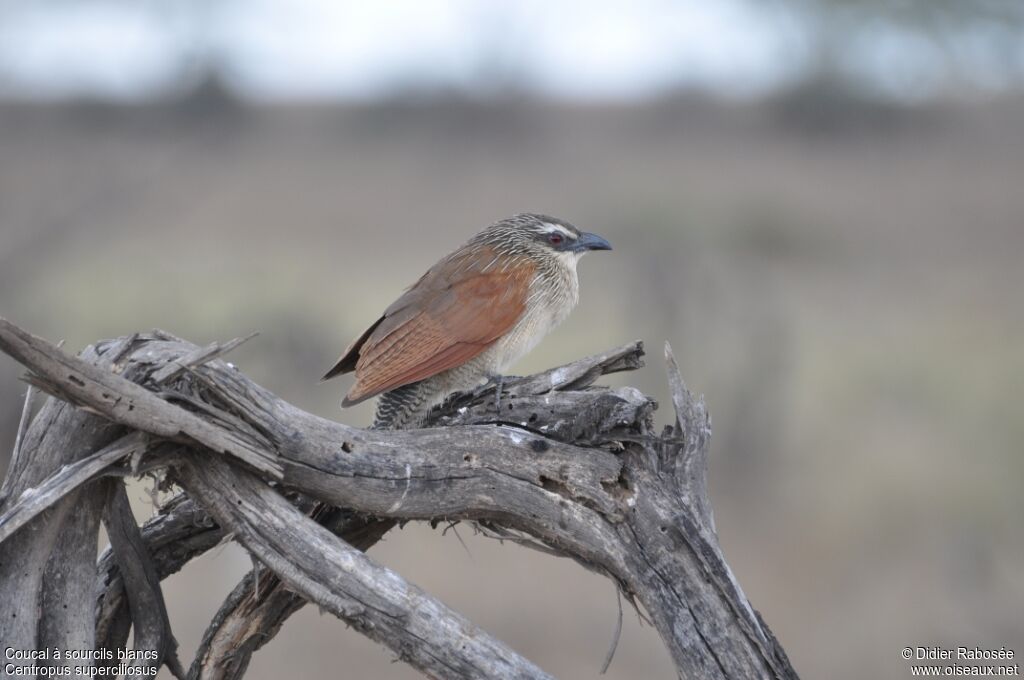 Coucal à sourcils blancsadulte