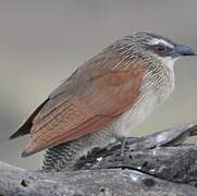 White-browed Coucal