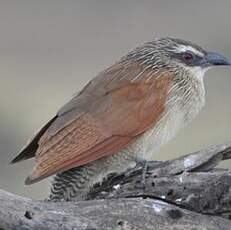 Coucal à sourcils blancs