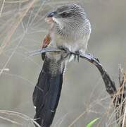 Coucal à sourcils blancs