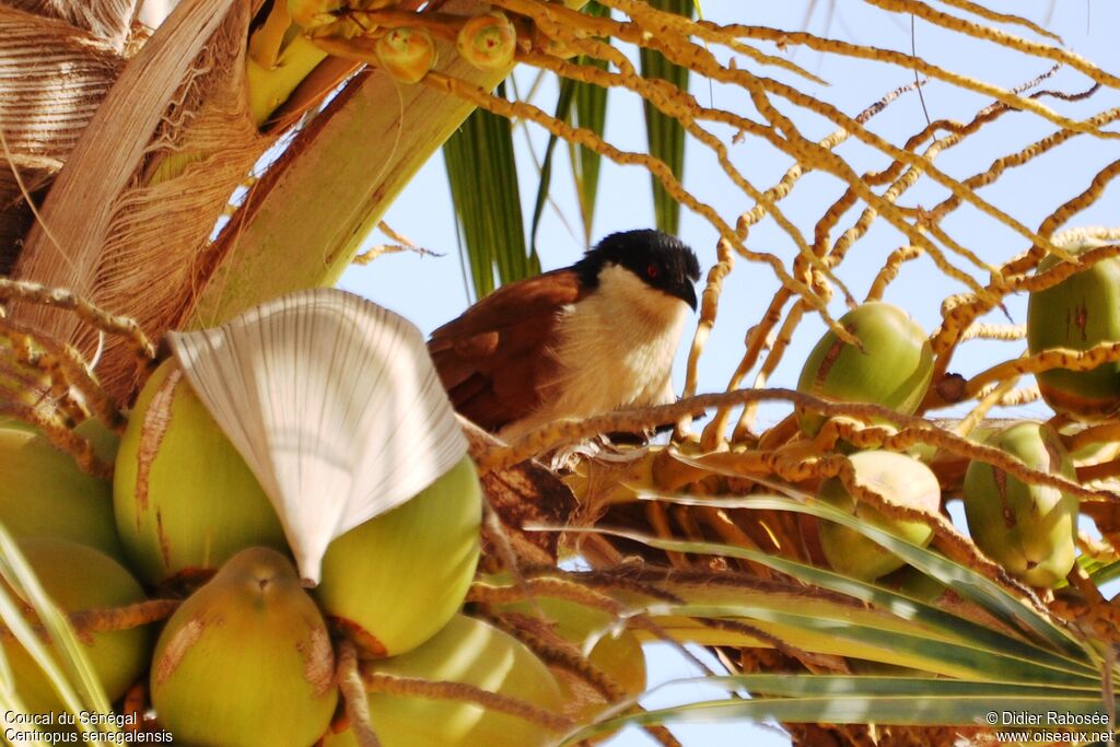 Coucal du Sénégaladulte