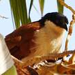 Coucal du Sénégal