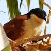 Senegal Coucal