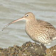 Eurasian Curlew