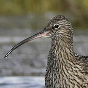 Eurasian Curlew