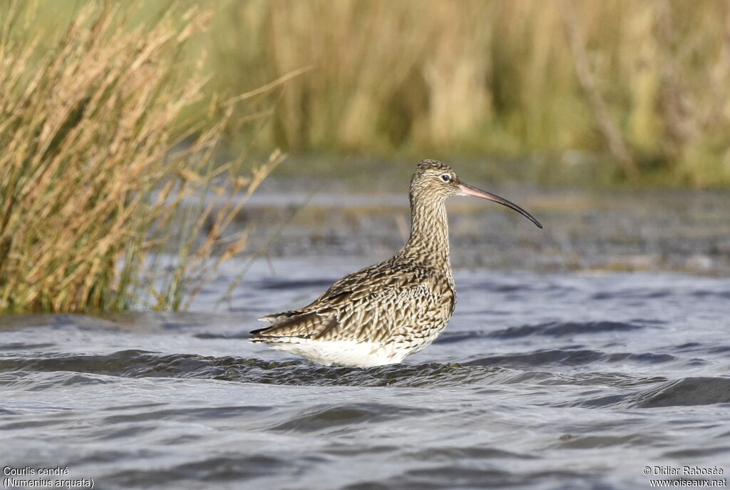 Eurasian Curlewadult, habitat