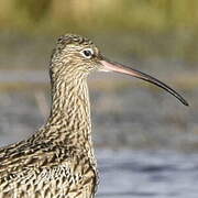 Eurasian Curlew