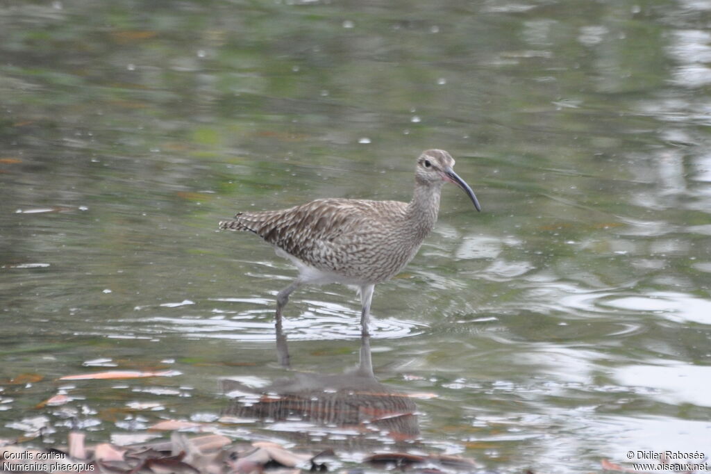 Whimbrel