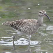 Eurasian Whimbrel