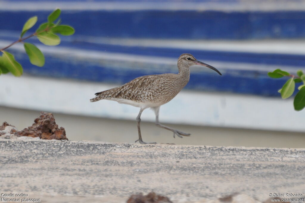 Eurasian Whimbrel