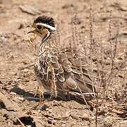 Three-banded Courser