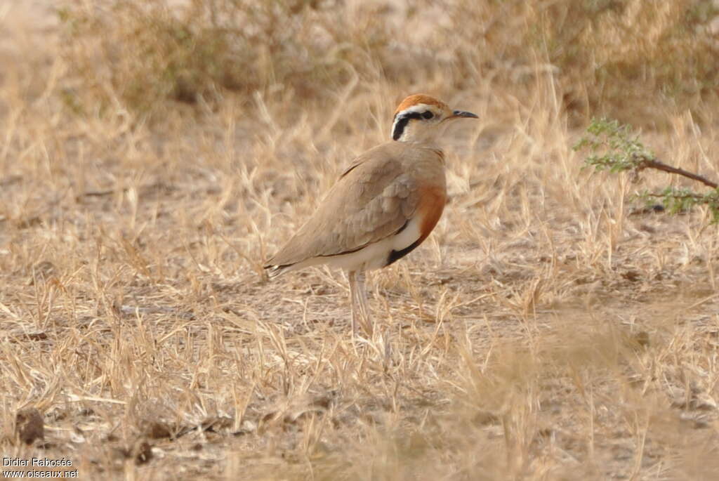 Courvite de Temminckadulte, identification