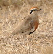 Temminck's Courser