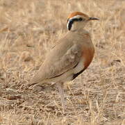 Temminck's Courser