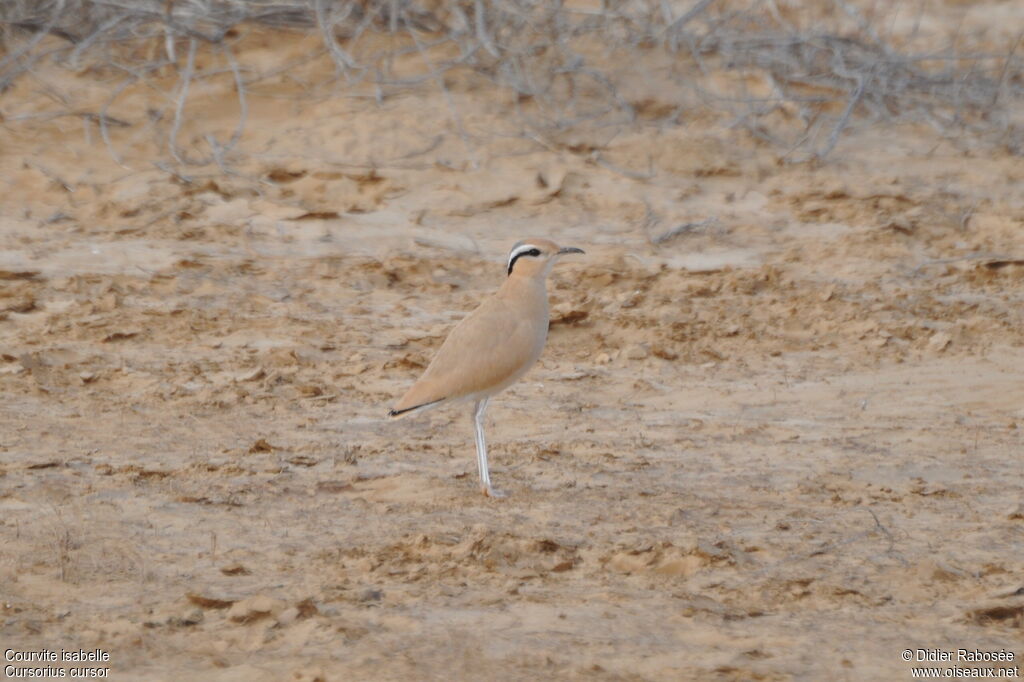 Cream-colored Courser